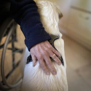 Hand die liefdevol een therapiehond aait, met een rolstoel op de achtergrond, symbool voor verbinding en steun in veranderprocessen.