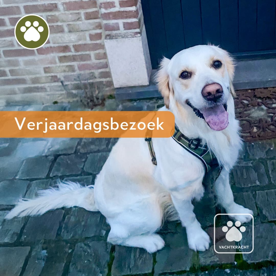 Therapiehond Roos van Vachtkracht zit vrolijk voor een deur tijdens een speciaal verjaardagsbezoek.