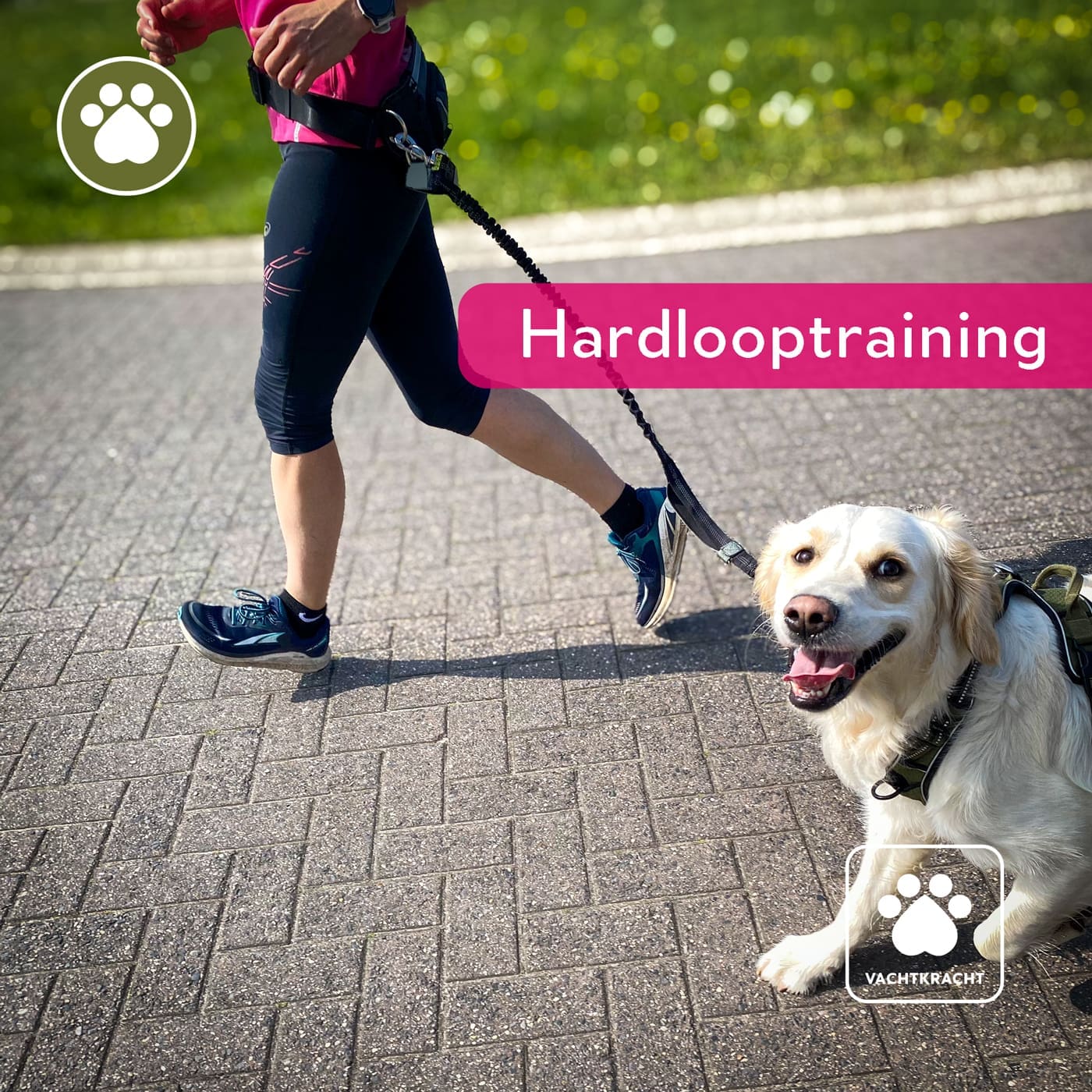 Featured image for “🐾 Hardlooptraining: ✔️”