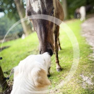 Dubbele Vachtkracht: een ontmoeting tussen Roos, hond, en een paard zomaar i het vrije veld.