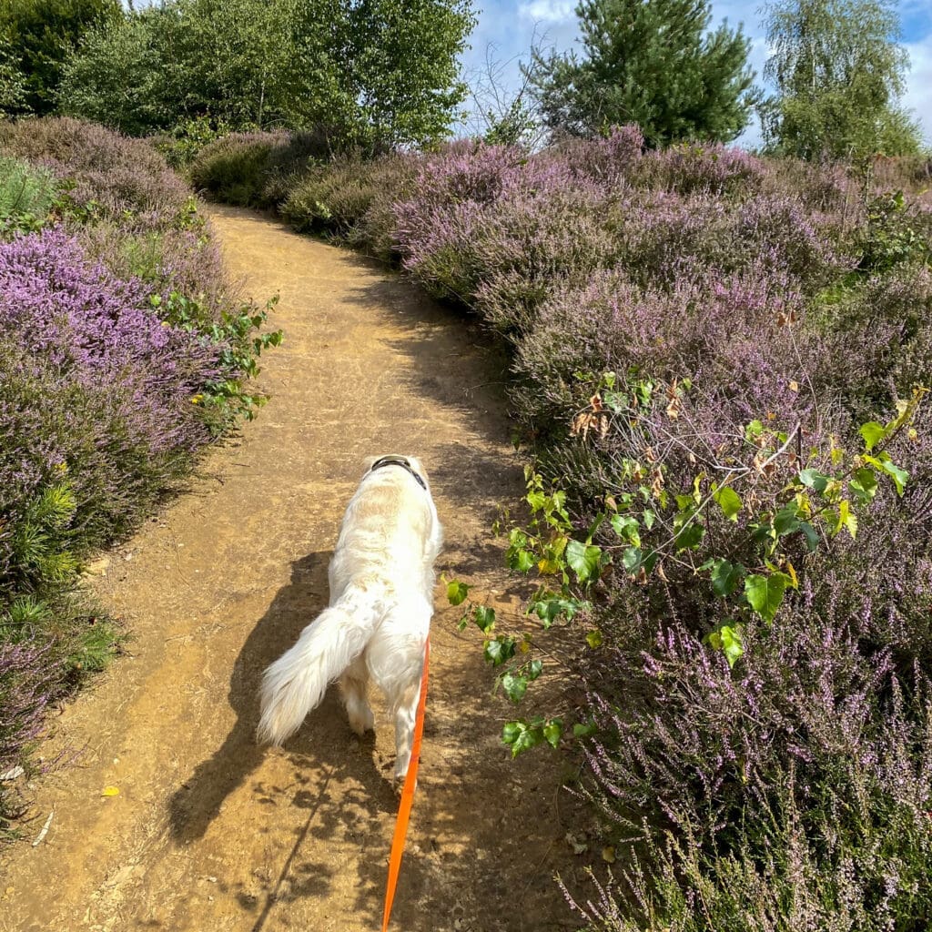 Roos, onze therapiehond, leidt de weg op de heidag