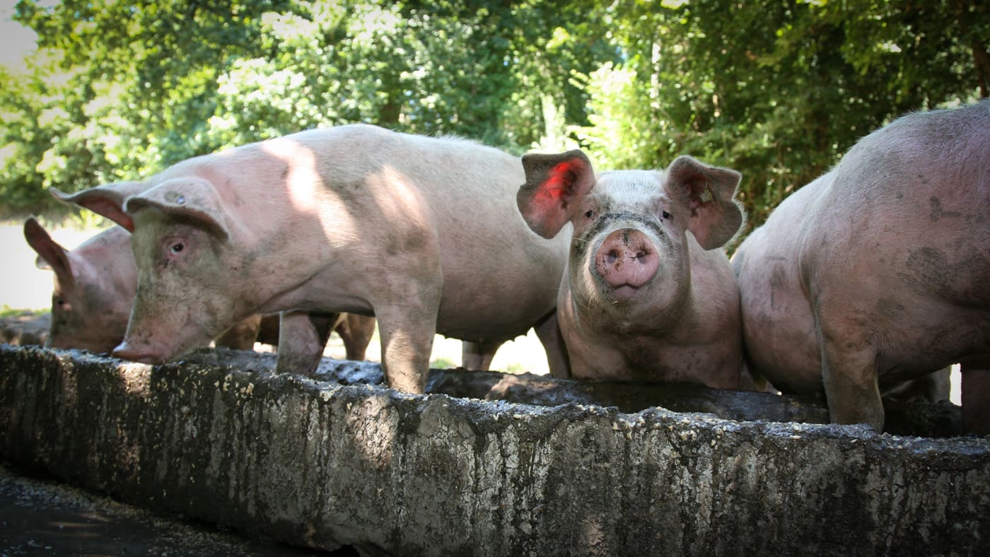 Featured image for “budgetteren”