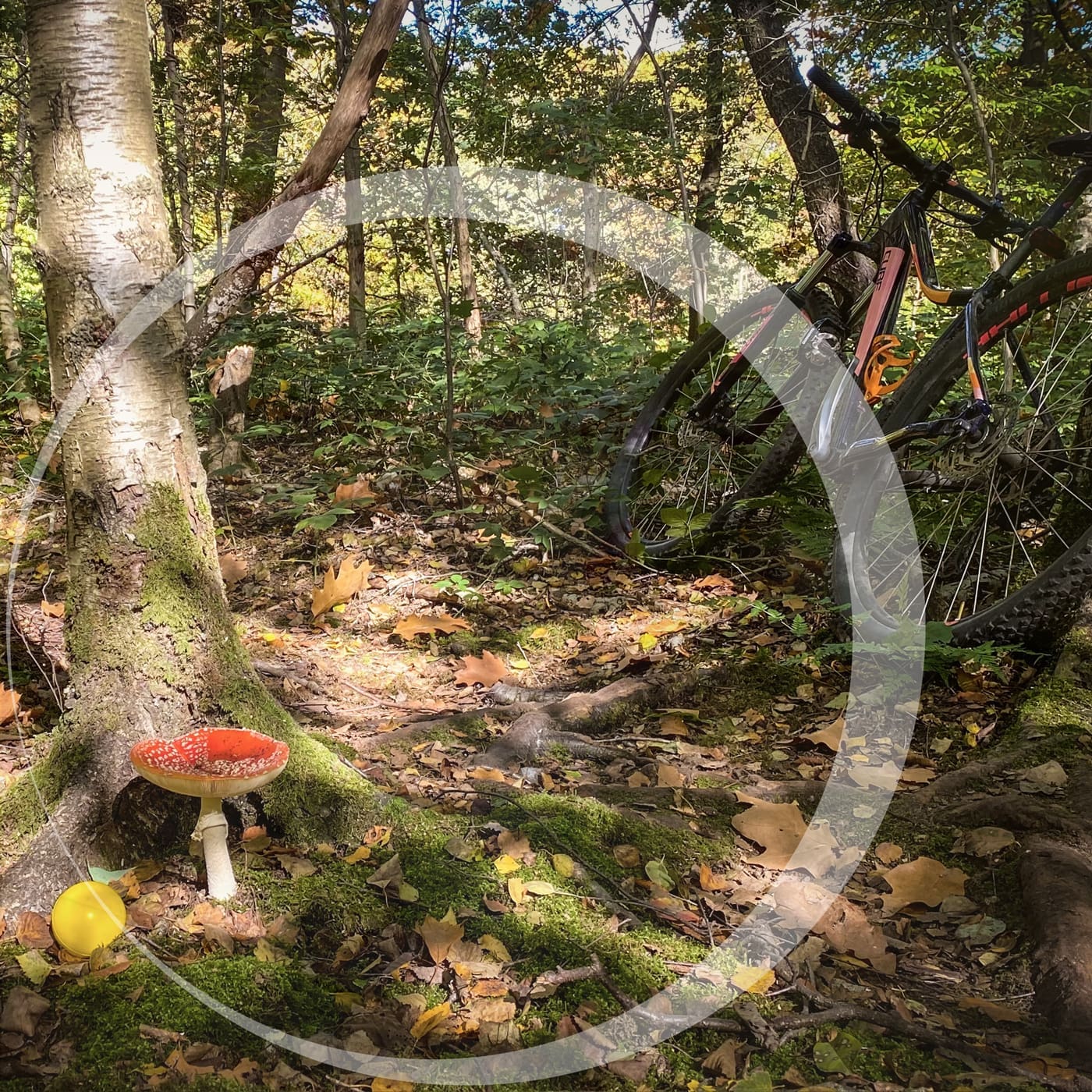 Featured image for “De Bal in het bos, waar beweging en bezinning samenkomen”