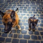 Volwassen herdershond en pup naast elkaar op kasseien – metafoor voor toxisch leiderschap en vertrouwen in relatie.