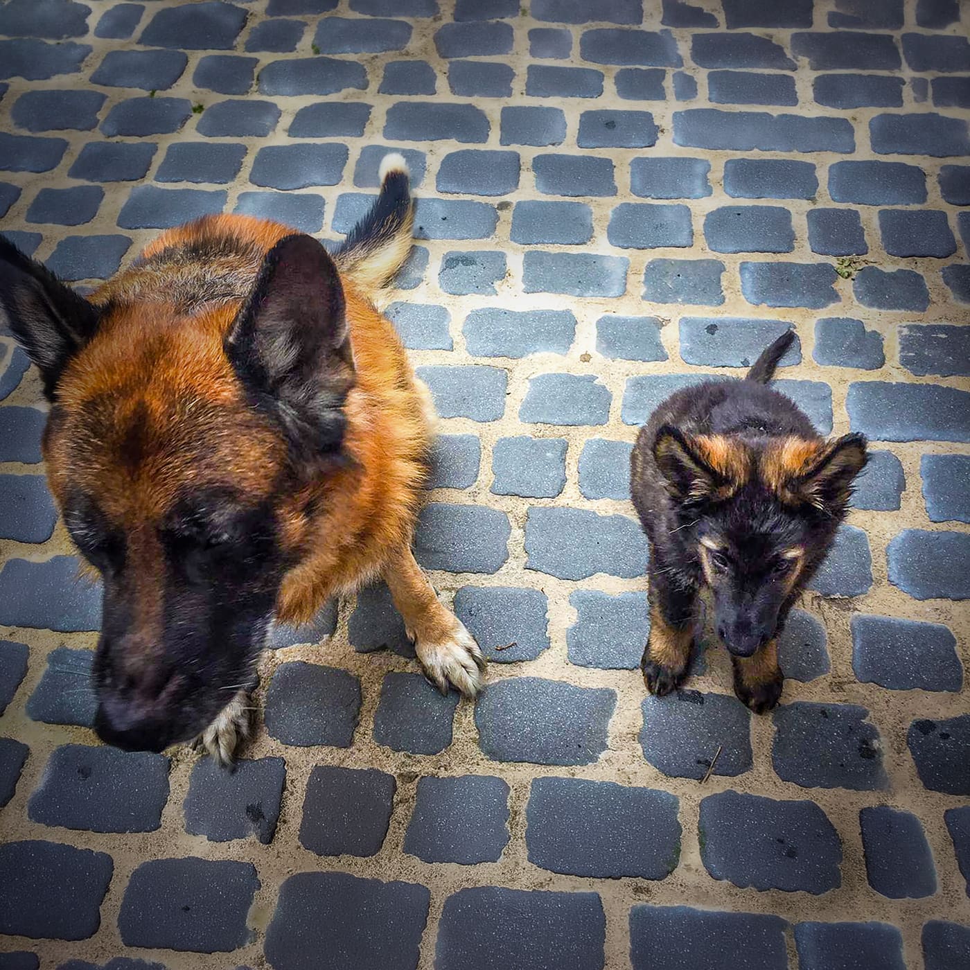 Featured image for “Deel 1. Hoe herken je het zonder jezelf vrij te pleiten?”