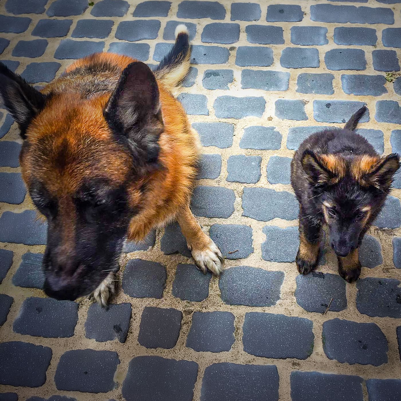 Featured image for “Deel 2. Wat het met teams doet (ook als niemand het uitspreekt)”