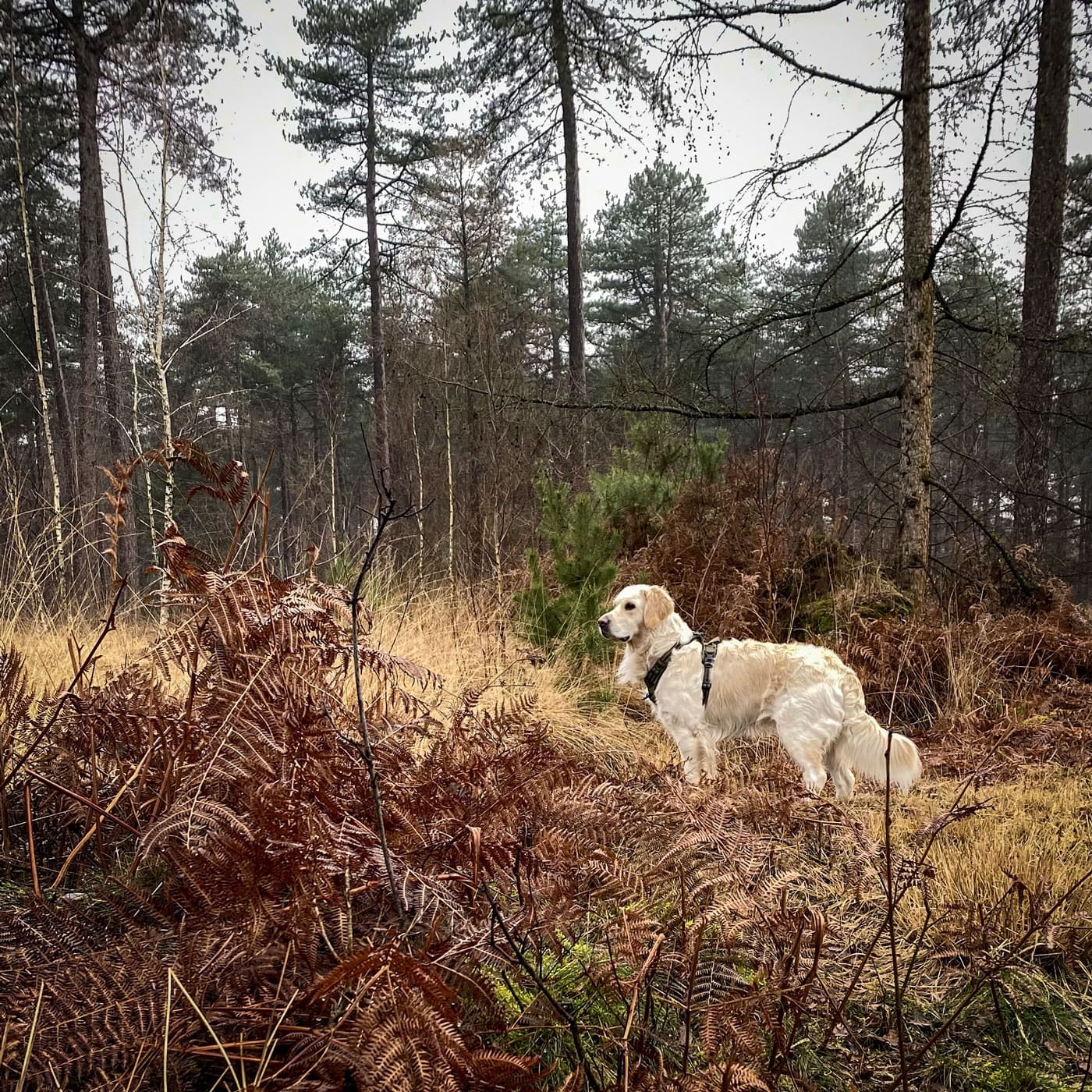 Featured image for “Vachtkracht-vrijdag”