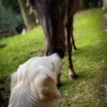 Hond en paard staan snuit aan snuit in rustig contact