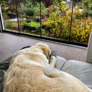 Roos ligt in de werkruimte van Essentiedenkers met zicht op de rustige tuin