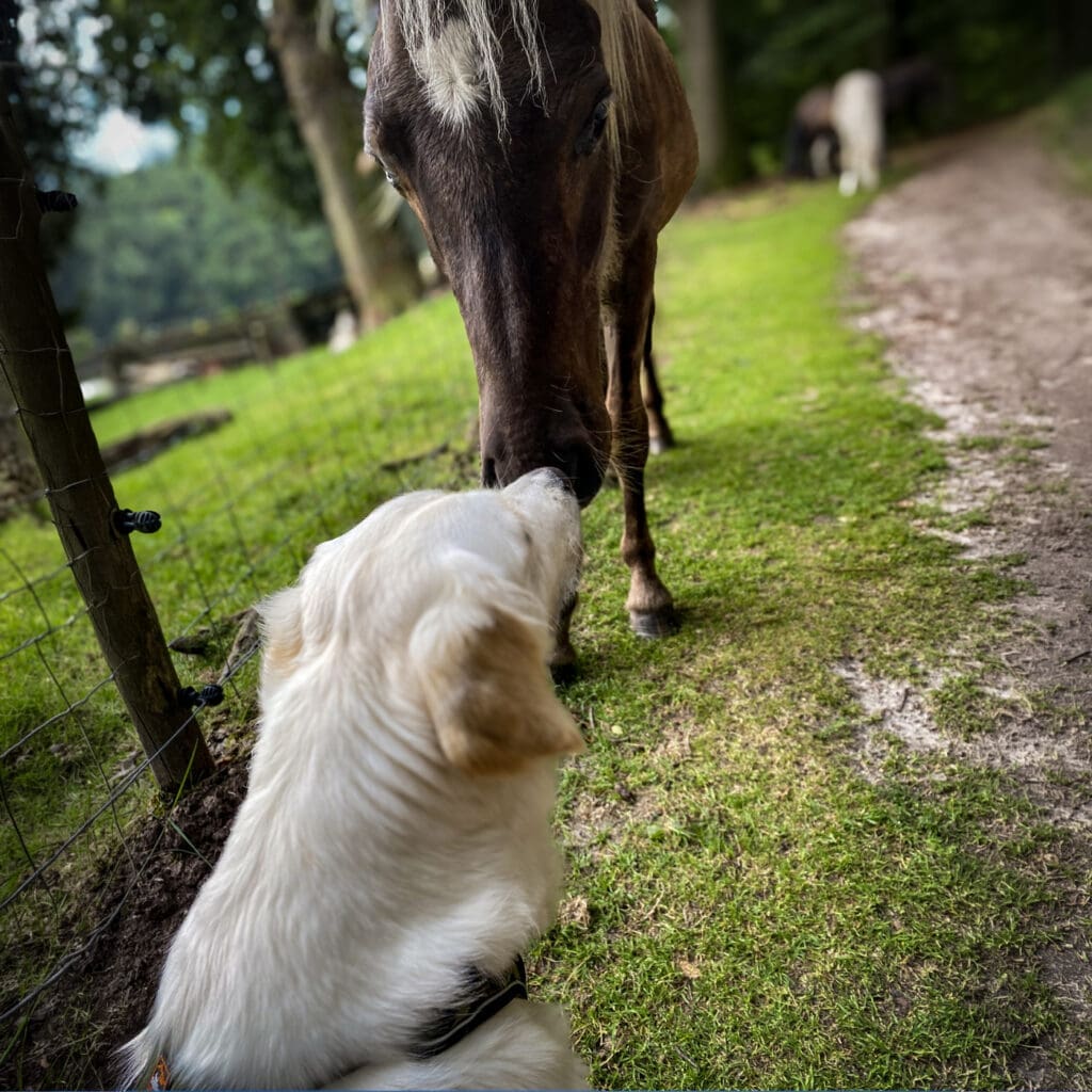 Hond en paard naderen elkaar voorzichtig in een open veld