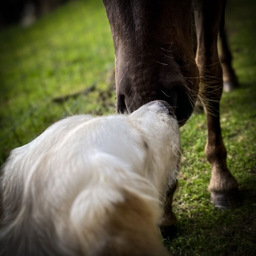 Extreme close-up van hond en paard in een voorzichtig contactmoment