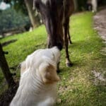 Close-up van hond en paard die elkaar voorzichtig benaderen