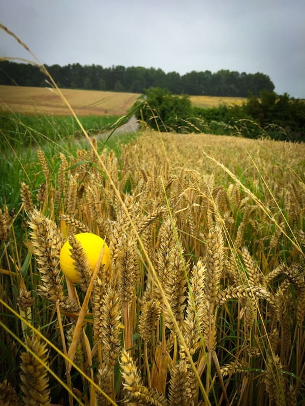 Gele bal tussen het koren als metafoor voor scharniertaal: wat opvalt, maar niet echt wordt benoemd