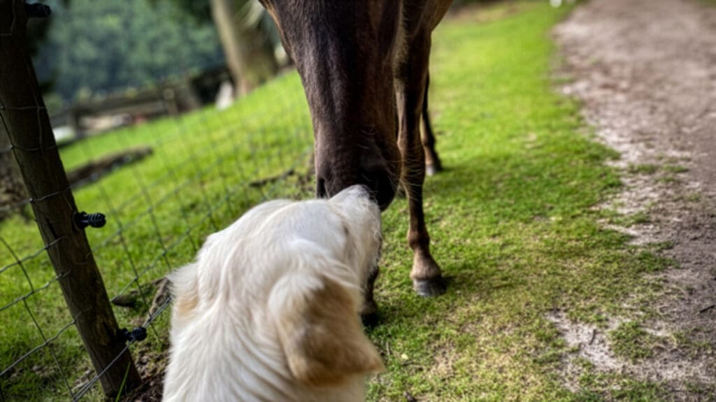 Hond en paard maken rustig contact in het groen, als beeld voor Vachtkracht, afstemming en vertrouwen